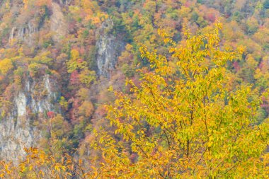 Japonya 'nın Nikko kentindeki dağda sonbahar ağacı ormanının güzel rengi