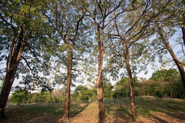 Şehir parkında gün batımında yeşil ağaçlı doğa manzarası