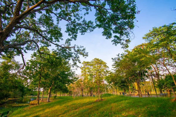Sunset light in city public park with green tree forest nature landscape