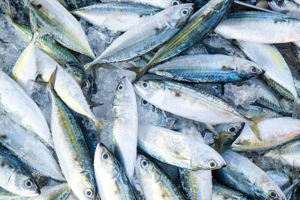 Свіжа Риба Тунця Заморожена Продається Рибному Ринку Омега Продуктів — стокове фото