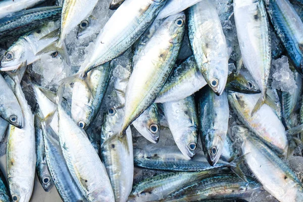 Свіжа Риба Тунця Заморожена Продається Рибному Ринку Омега Продуктів — стокове фото