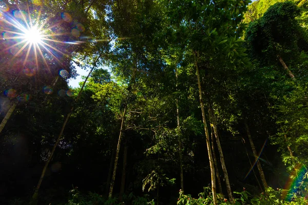 熱帯雨林緑の木の背景夕日光自然景観 — ストック写真