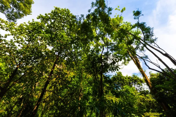 熱帯雨林緑の木の背景夕日光自然景観 — ストック写真