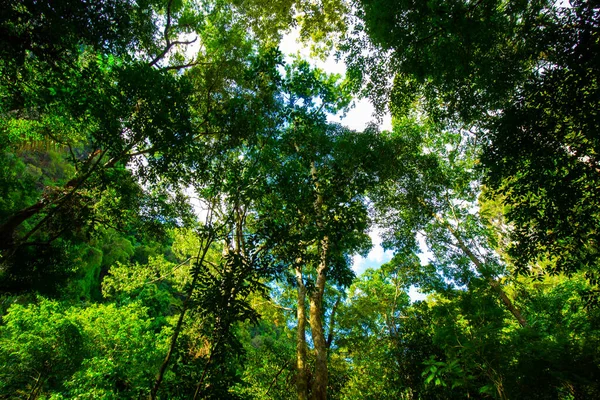 Tropischer Regenwald Grün Baum Hintergrund Sonnenuntergang Licht Natur Landschaft — Stockfoto