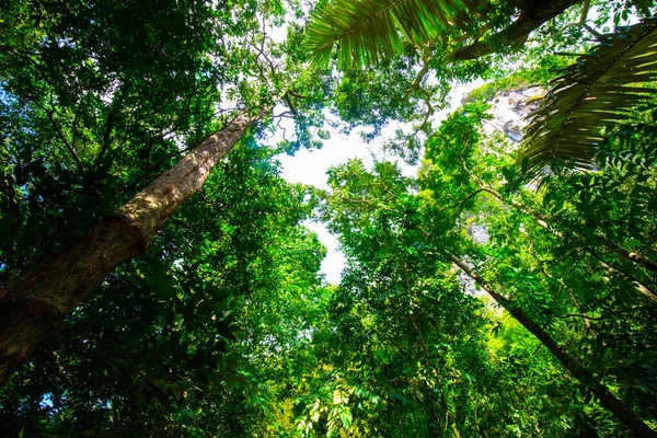 Bosque Lluvioso Tropical Verde Árbol Fondo Puesta Del Sol Luz —  Fotos de Stock