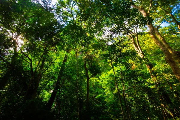 stock image Tropical rainforest green tree background sunset light nature landscape