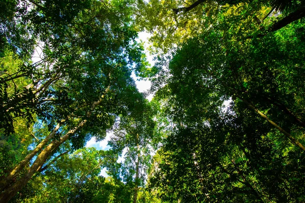 Floresta Tropical Verde Árvore Fundo Pôr Sol Luz Natureza Paisagem — Fotografia de Stock