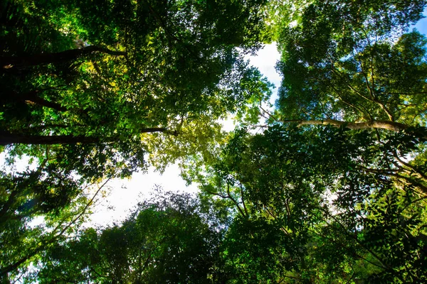 Tropicale Foresta Pluviale Verde Albero Sfondo Tramonto Luce Natura Paesaggio — Foto Stock