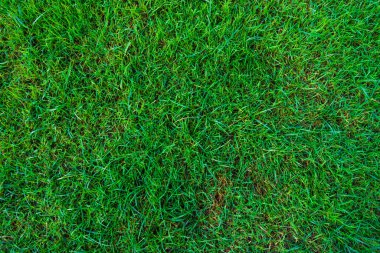 Yeşil çimenler taze doğal arka plan dokusu, gerçek ot.