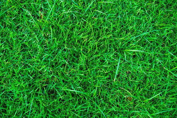 Зеленая Трава Свежий Природный Фон Текстура Реальная Трава — стоковое фото