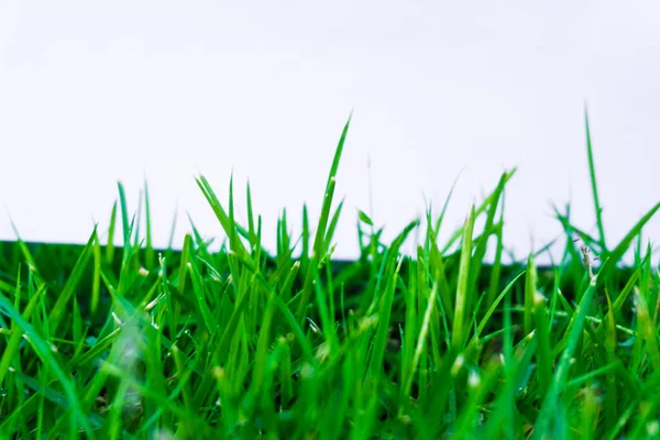 Зеленая Натуральная Трава Белой Бумагой Нанесения Текста Закрыть Траву — стоковое фото