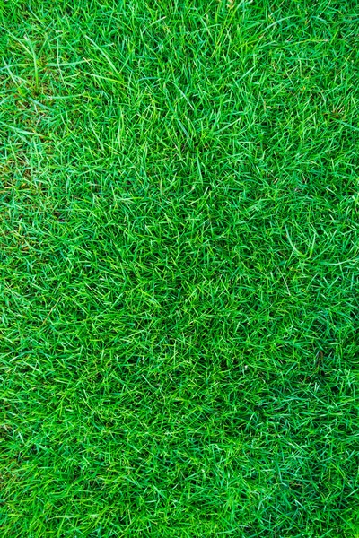 Erba Verde Fresca Texture Sfondo Naturale Erba Reale — Foto Stock