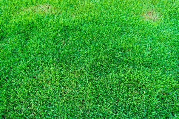 美しい緑の芝生を感じる新鮮なテクスチャ Nutural シーン — ストック写真