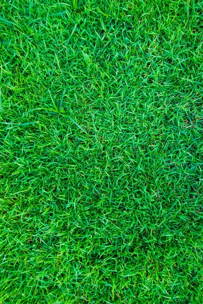 Зеленая Трава Свежий Природный Фон Текстура Реальная Трава — стоковое фото
