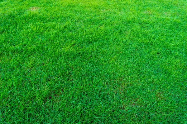 Zielona Trawa Świeże Naturalne Tło Tekstury Prawdziwa Trawa — Zdjęcie stockowe