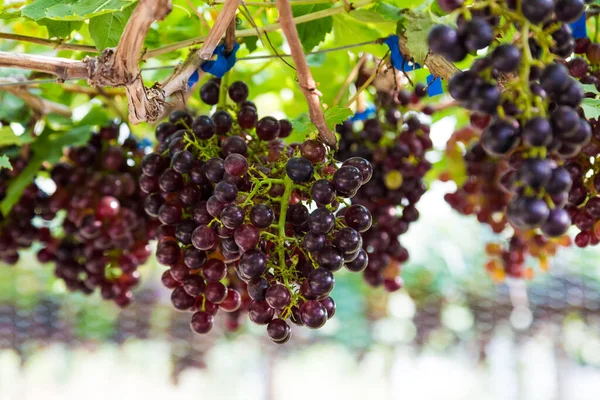 Branches Raisins Rouges Cultivés Dans Une Exploitation Biologique Objet Agricole — Photo