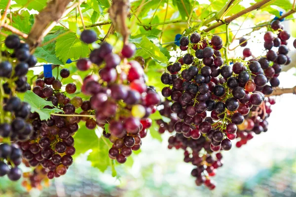 Κλάδοι Των Κόκκινων Σταφυλιών Κρασιού Αυξάνεται Στο Βιολογικό Αγρόκτημα Γεωργικών — Φωτογραφία Αρχείου