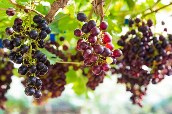 Grape Harvest Field Tree Branch Agricultural — Stock Photo, Image