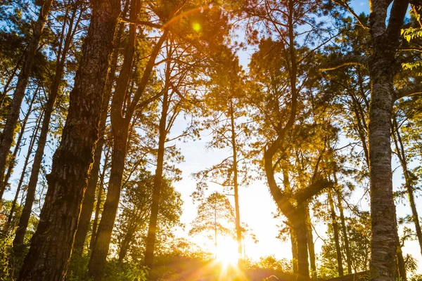 Východ Slunce Strom Borovice Lesní Stezka Způsobem Hory Horské Krajiny — Stock fotografie