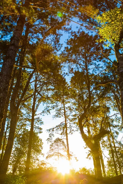 松木サンライズ フォレスト トレイル道山 山の風景 — ストック写真