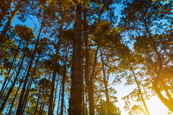 チェンマイ 日の出に松の木に山の上に光の風景 — ストック写真