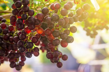 Kırmızı asma üzüm demet dal üzerinde kapat