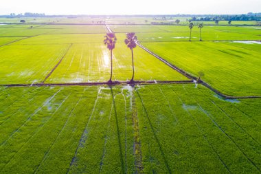Green paddy rice plantation field sunset light agricultural industry aerial view
