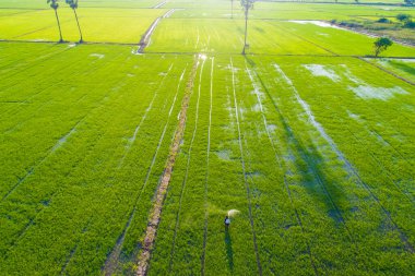 Green paddy rice plantation field sunset light agricultural industry aerial view