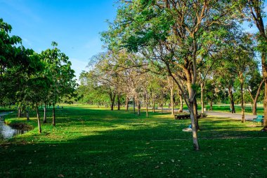 Mavi gökyüzüne karşı yeşil ağaç şehri çayırı.