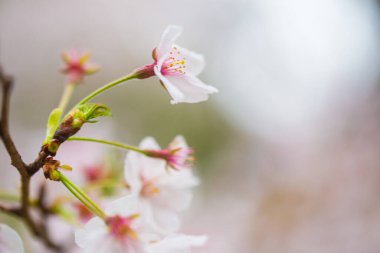 Japonya 'da ağaç dalında çiçek açan Sakura pembe çiçeği.