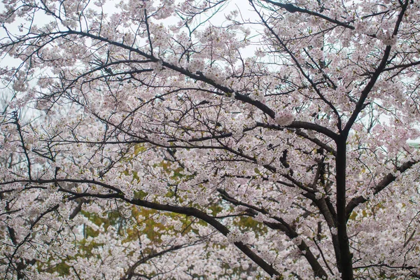 Sakura Flor Rosa Árvore Ramo Flor Inverno Japão — Fotografia de Stock