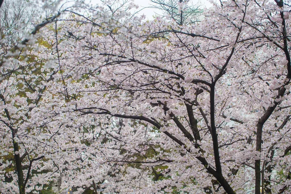 日本の冬の木の枝に桜のピンクの花 — ストック写真