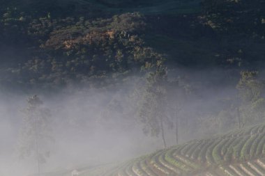 Dağ ormanlarında gün doğumu çam ağacı sisli sabah taze hava doğa manzarası