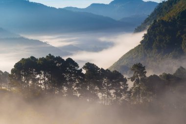 Dağ ormanlarında gün doğumu çam ağacı sisli sabah taze hava doğa manzarası