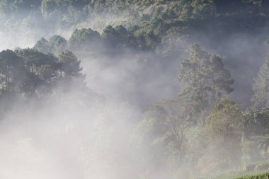 Dağ ormanlarında gün doğumu çam ağacı sisli sabah taze hava doğa manzarası