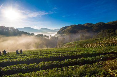 Dağdaki çilek tarlası. Sabah, sisli tarım endüstrisiyle birlikte.