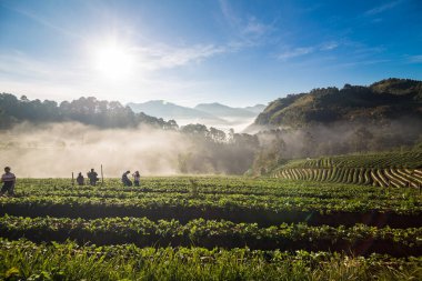 Dağdaki çilek tarlası. Sabah, sisli tarım endüstrisiyle birlikte.