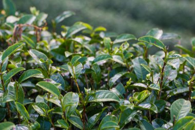 Çay tarlası yeşil yaprak çayı Dağ gündoğumunda sisli