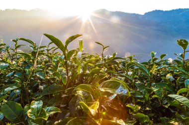 Çay tarlası yeşil yaprak çayı Dağ gündoğumunda sisli