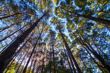 Çam ağacı ormanı sabah güneş doğumu gökyüzü arka planına bak tatil manzarasına bak