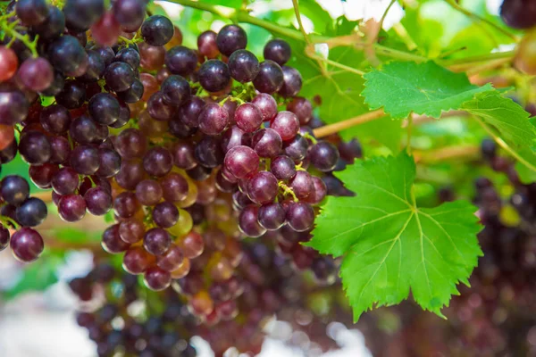 Kırmızı Şarap Dalında Üzüm Meyvesi — Stok fotoğraf