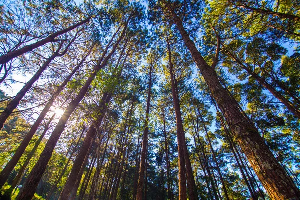 Pinhal Floresta Manhã Nascer Sol Céu Fundo Olhar Para Cima — Fotografia de Stock