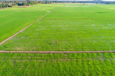 Pirinç tarlasında, tarım endüstrisinde gübreleme yapan çiftçi