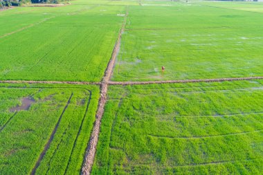 Pirinç tarlasında, tarım endüstrisinde gübreleme yapan çiftçi