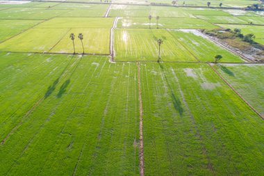 Pirinç tarlasında, tarım endüstrisinde gübreleme yapan çiftçi