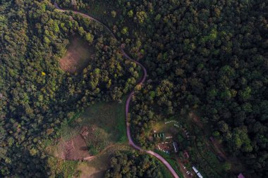Ormanın derinliklerindeki güzel kırsal yol yeşil ağaç arka plan hava manzarası