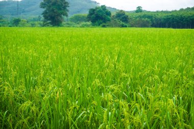 Yeşil pirinç tarlası, tarımsal pirinç tarlası