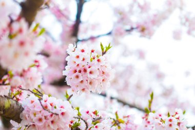 Ağaç dalında pembe sakura çiçeği, yumuşak odak