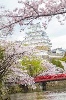 Sakura çiçekli Himeji kalesi, Hyogo şehri manzarası.