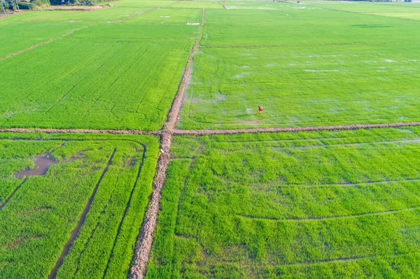 Pirinç tarlasında, tarım endüstrisinde gübreleme yapan çiftçi